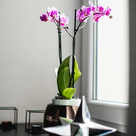 아파트 Hanna's With Free Parking