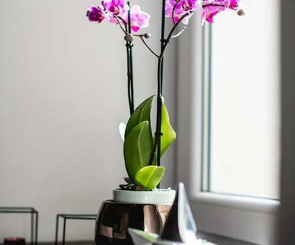 Apartment Hanna's With Free Parking